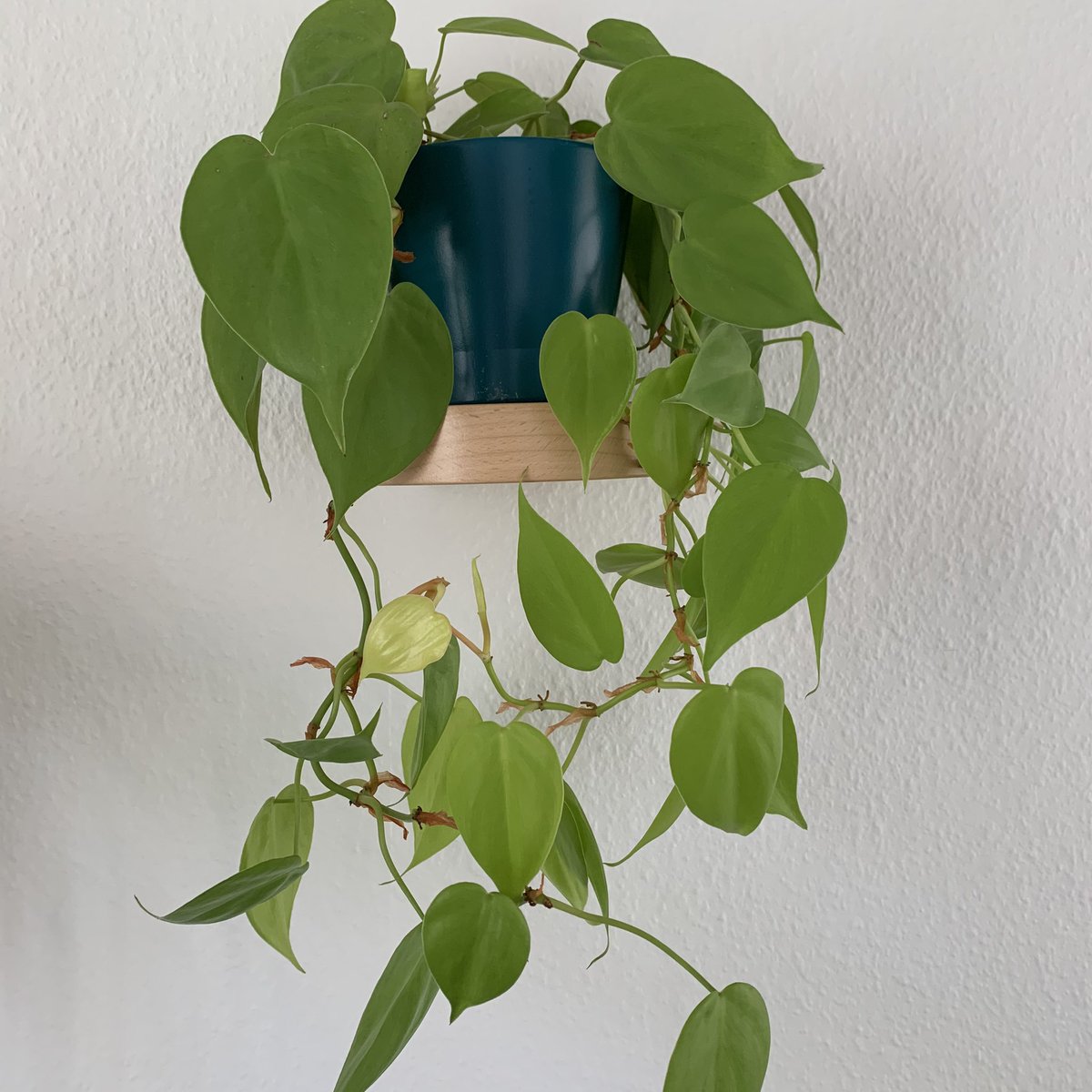 I don’t know her name  She has heart shaped leaves too. (Yes she is on a little wall-mounted shelf, bless Ikea )