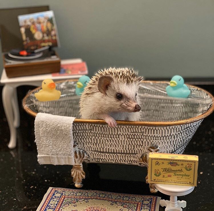 daily__hedgehog's tweet photo. Tuesday 7th April, 2020 https://t.co/XGBA1LX1tO