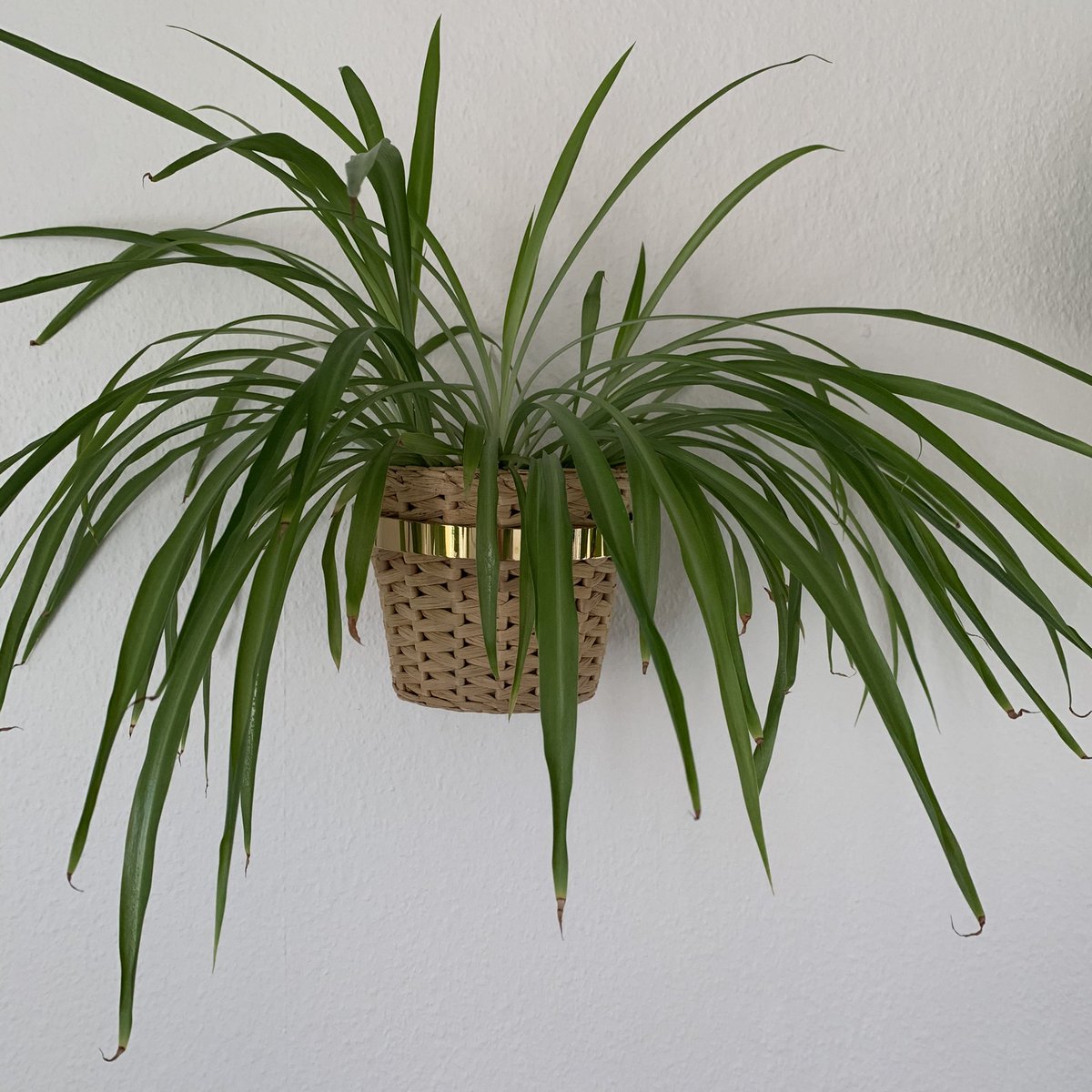 My small spider plant! (Also wall mounted.) It doesn’t have any babied so what is even the point of having it on the wall? Get on that, spider plant.