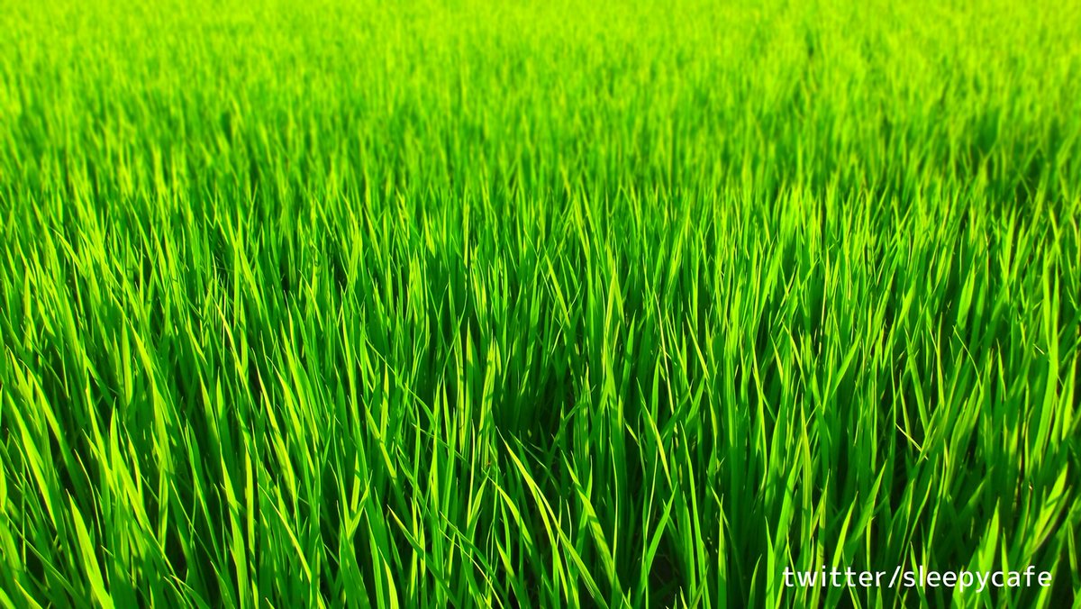 sleepycafe's tweet photo. 🌾令和初の米作り #1🌾
https://t.co/fMPZ5X93F3
🍙平成から令和に元号が変わって初めての米作り。長らく続いた猛暑がなりをひそめた涼しくて過ごしやすい夏でした。令和元年夏撮影。和歌山県橋本市🍚。

#令和初 #令和元年 #米作り #稲作 #和歌山県 #橋本市 #和歌山はいいぞ https://t.co/gb2keGQ0UO
