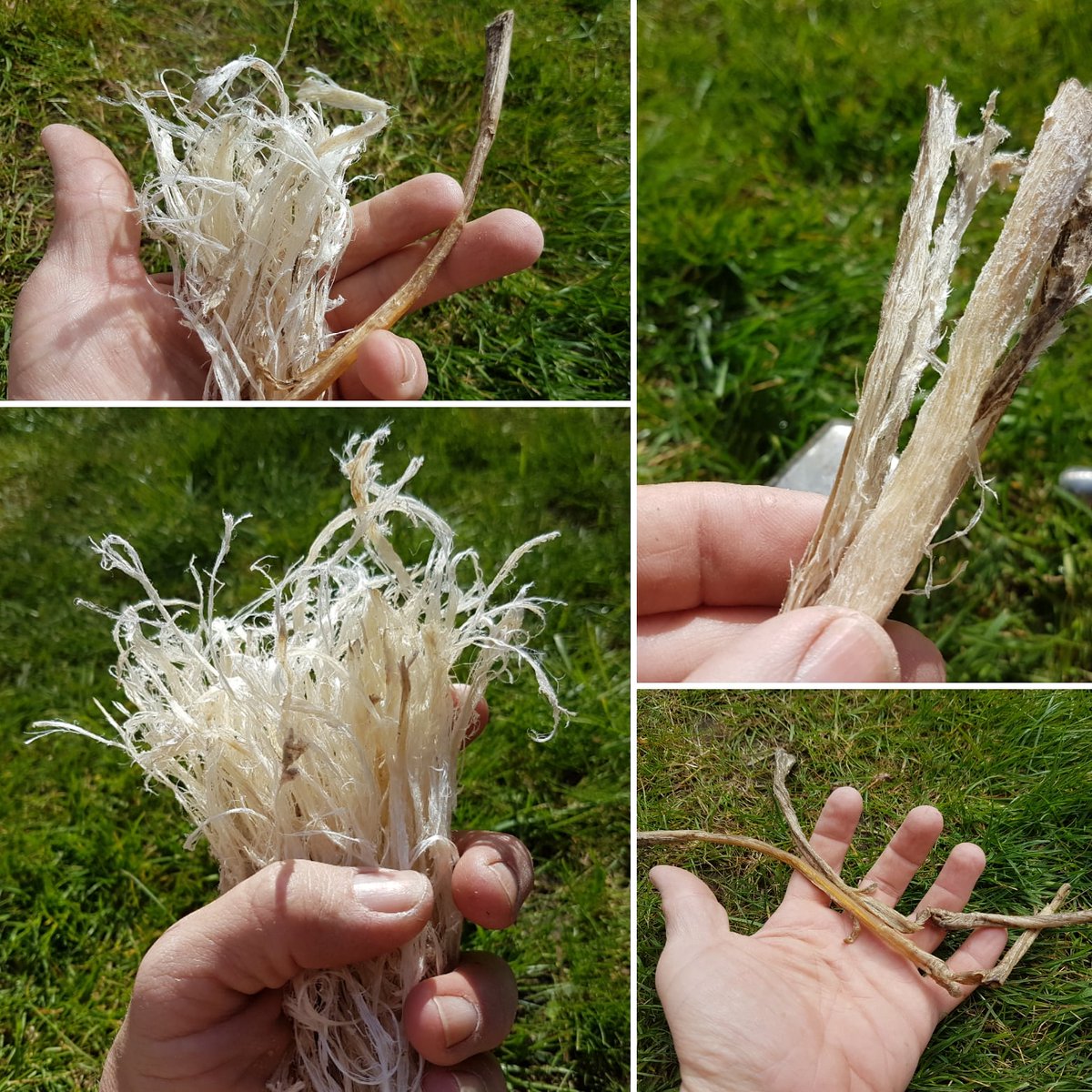 AndyL_Bushcraft's tweet photo. I've been pounding up some #sinewfibres, from a #deers leg tendon, for some #primitive style #arrows I'm currently making. Quite a transformation isn't it?!
#Bushcraft #survival #survivalskills #primitiveskills #primitivearchery #usethewholeanimal #zerowaste #makeit https://t.co/MlaZFIhpjz