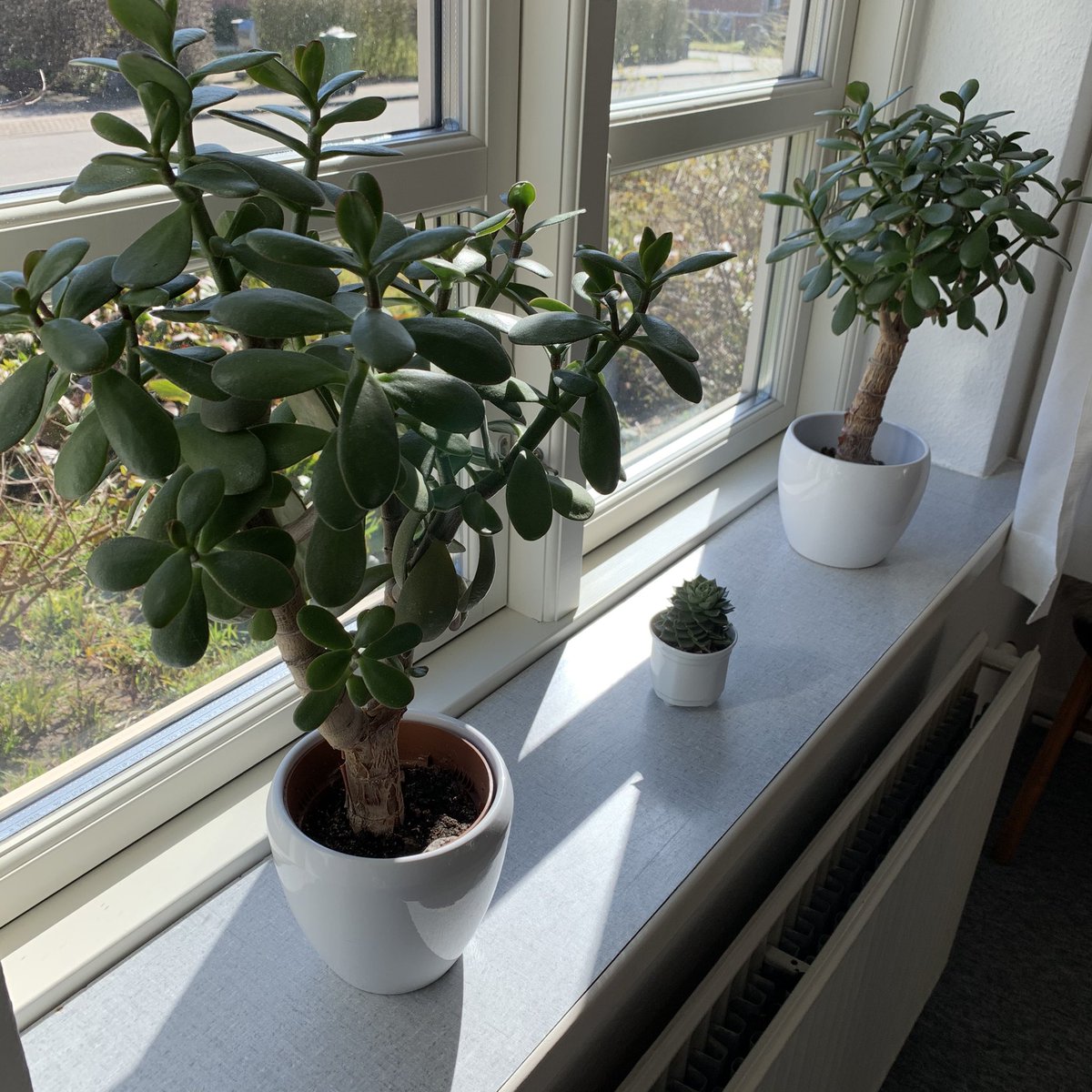 More money plants??? Look... they’re hard to kill. Both physically and emotionally. I have never met a money plant I didn’t want to save.
