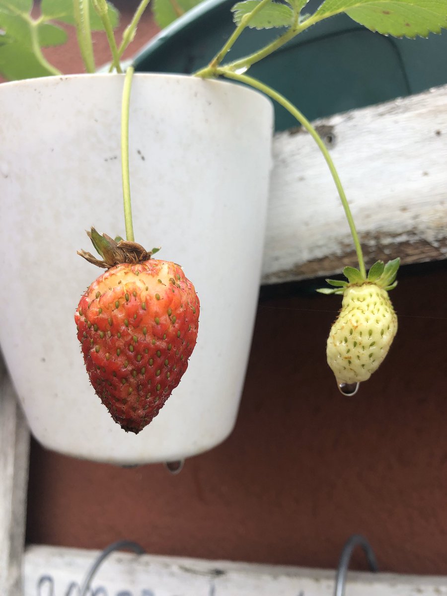 future_spain's tweet photo. Otra forma de contacto con la naturaleza en casa es mediante las fresas en maceta, podéis hacer un maravilloso diario con los niños y niñas contando el paso de la flor al fruto. https://t.co/mwEagzbe5V
