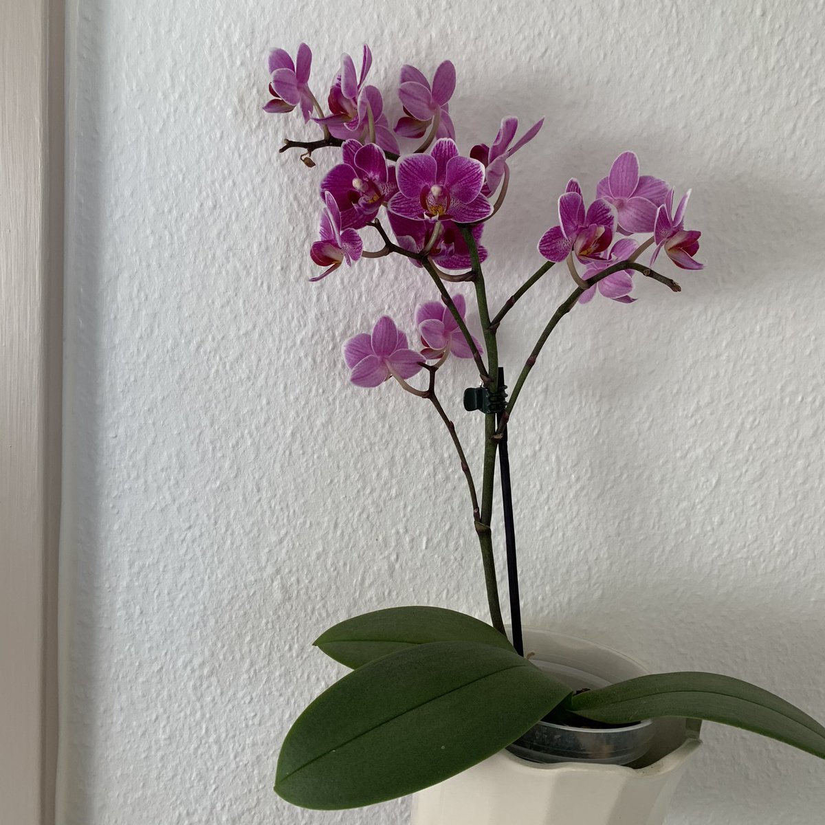 An orchid I got for my birthday 