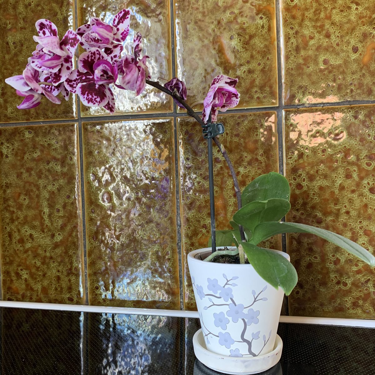 Another orchid I got for my birthday! Also behold my hideous kitchen tile D: