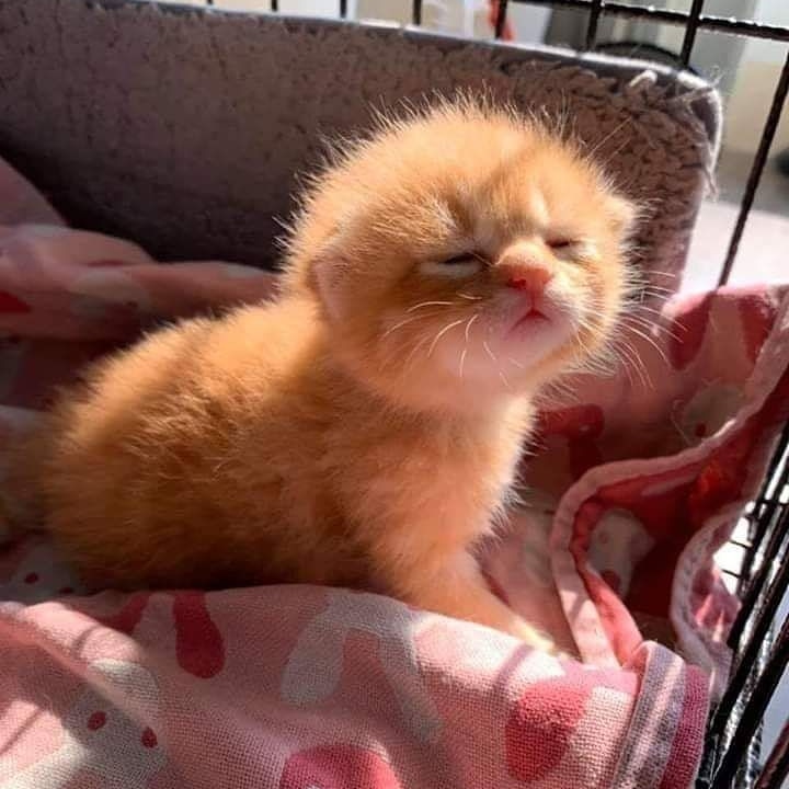 UAsmr4's tweet photo. #TuesdayMorning #TuesdayMotivation #WorldHealthDay #DisneyPlus #CatsOfTwitter #Kitten #kittens #spring #summer #subshine #sunrise #sun #happy #InspirationalQuotes #inspirational #furry #small #cute #ASMR #AsmRTigers #asmrboyfriend #positive #GoodMorning https://t.co/sshECToKv6