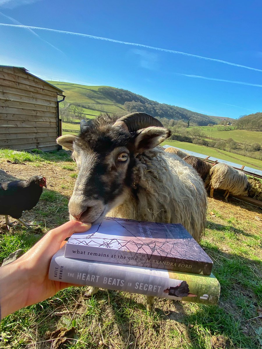 A v personal  #booksandsheep post:The sheep are very excited to share that their v own shepherdess will be in conversation with Katie Munnik  @messy_table on Thurs @ 2:30pm BMT for the  #StayAtHomeLitFest. 1/2 @SerenBooks  @CJessCooke