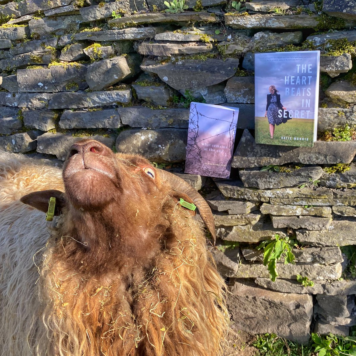 A v personal  #booksandsheep post:The sheep are very excited to share that their v own shepherdess will be in conversation with Katie Munnik  @messy_table on Thurs @ 2:30pm BMT for the  #StayAtHomeLitFest. 1/2 @SerenBooks  @CJessCooke