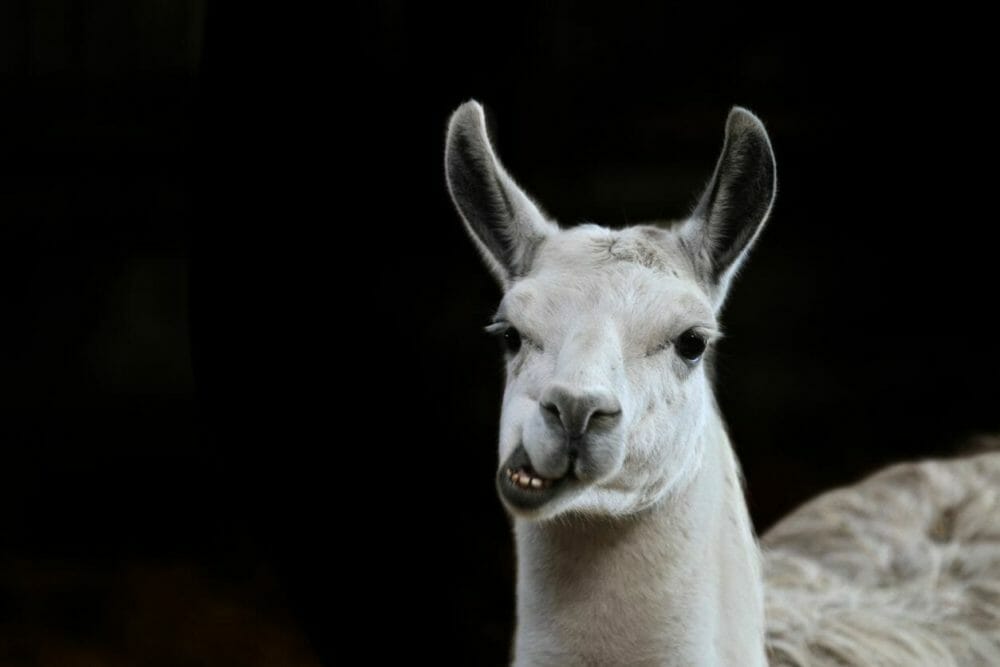 AgFunder's tweet photo. It turns out #Llamas 🦙 might be the #inventors of future #CropControl 🌽

- AgFunderNews https://t.co/0P6Xz0mOUK 👀

#Farming #Agriculture #AgFood #AgTech #AgFunder https://t.co/W1fu0sBJZr