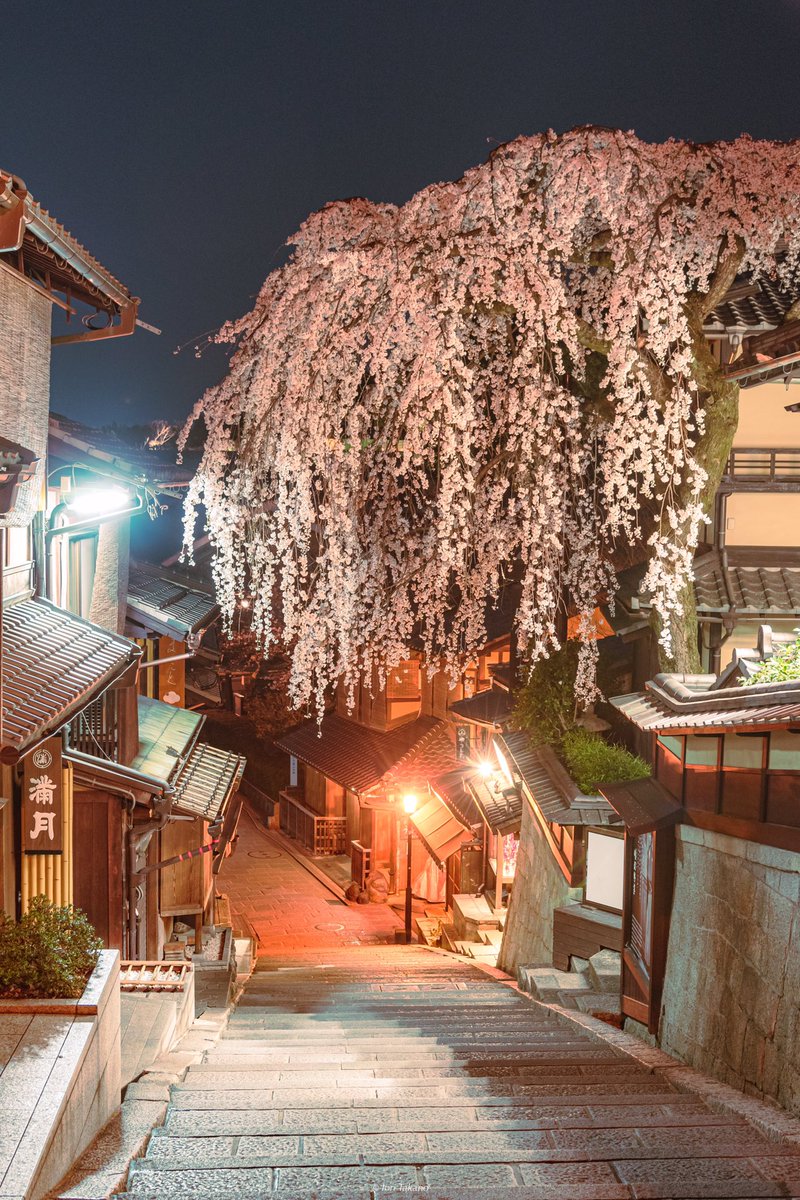 _iori_xx21's tweet photo. 夜に輝く桜。 https://t.co/gWgK9o459L