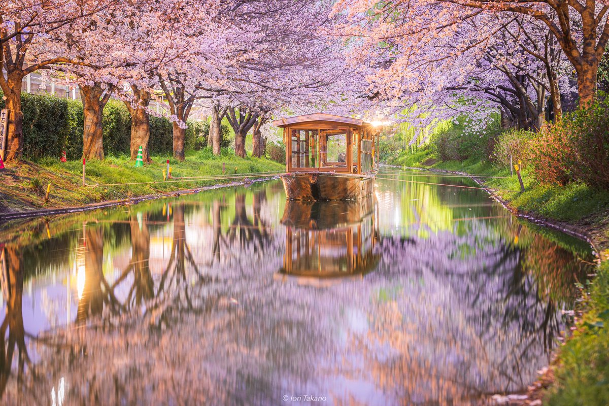 _iori_xx21's tweet photo. 夜に輝く桜。 https://t.co/gWgK9o459L