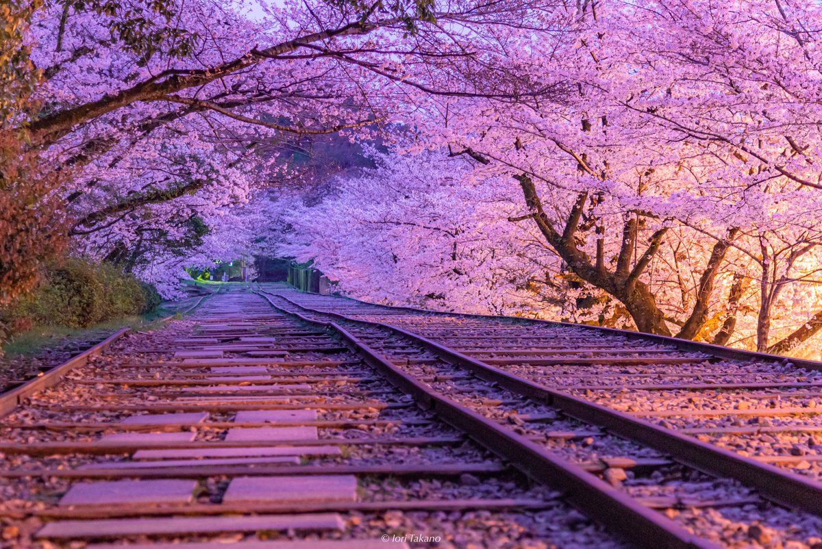 _iori_xx21's tweet photo. 夜に輝く桜。 https://t.co/gWgK9o459L