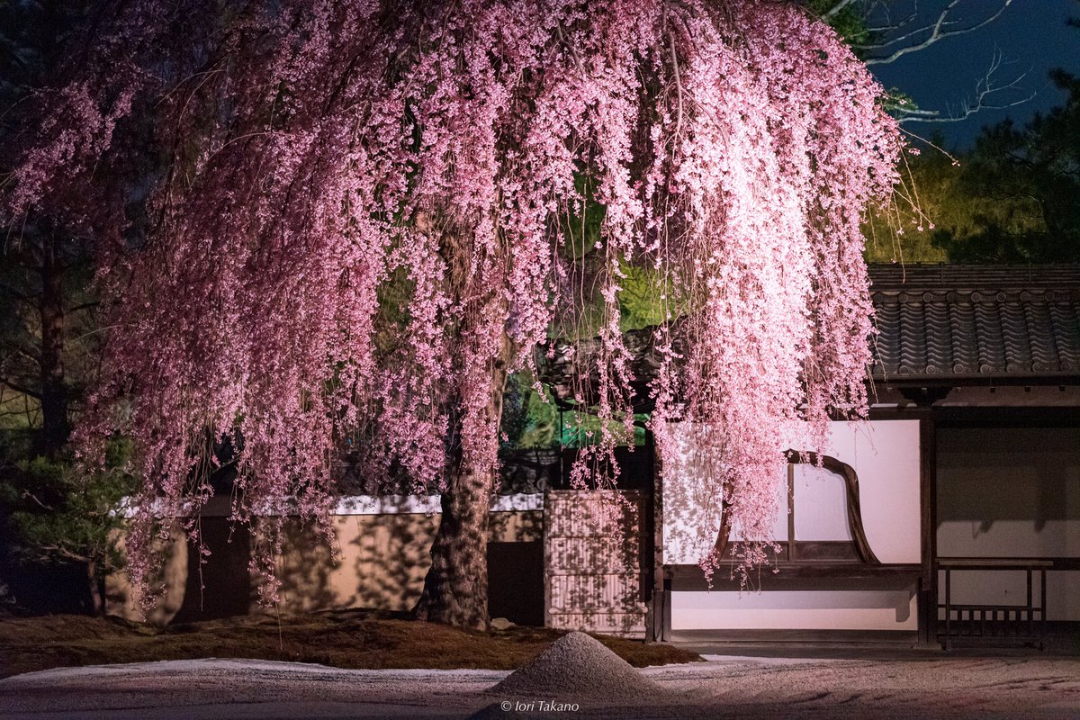 _iori_xx21's tweet photo. 夜に輝く桜。 https://t.co/gWgK9o459L