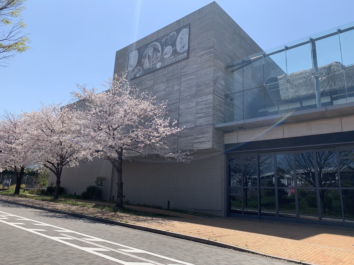 さくら ひなこ いのちのたび博物館 昨日撮影 桜満開 2fに茅葺き屋根展示してるのかな