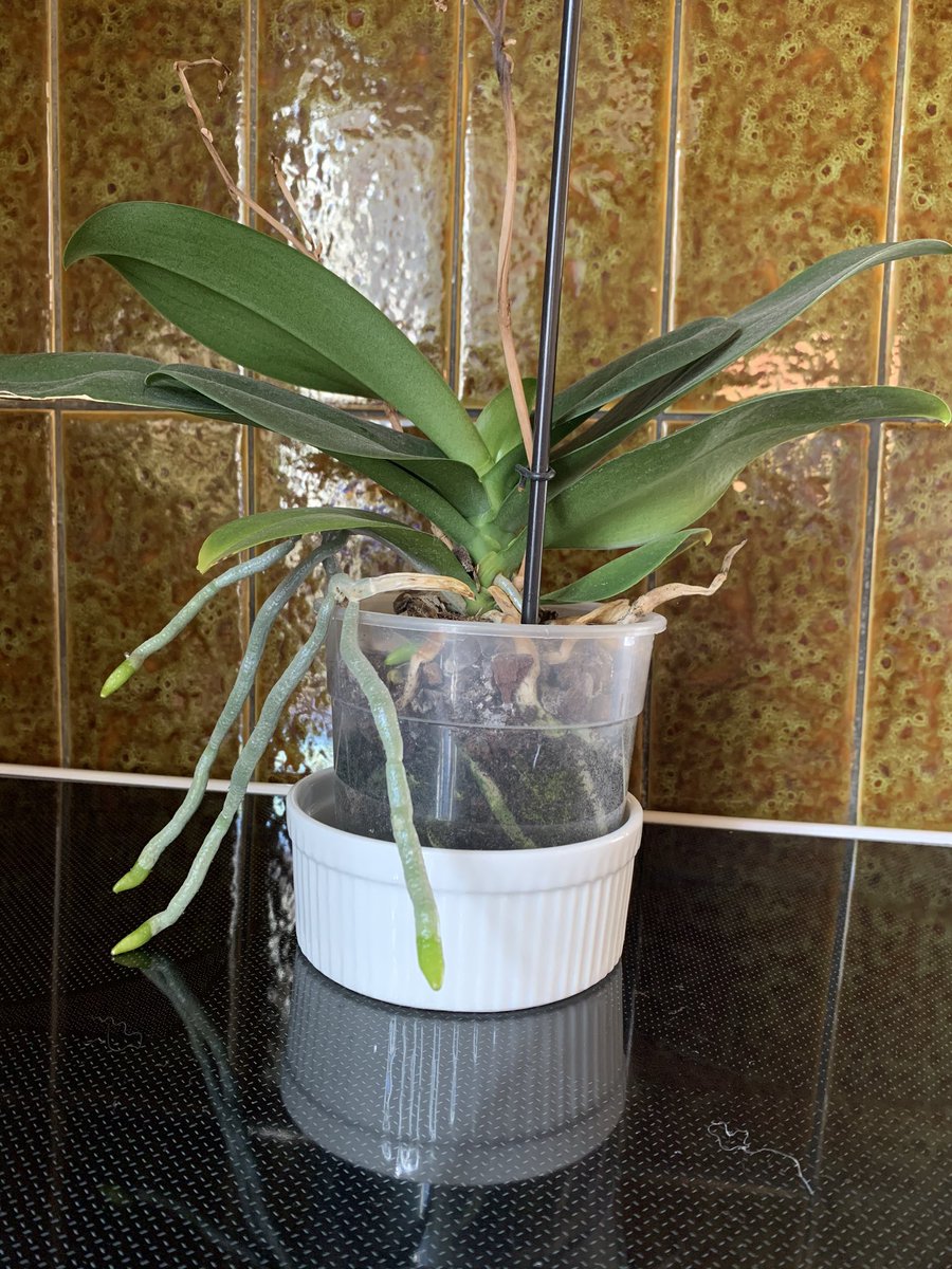 This is where my bleeding heart comes in. This orchid hasn’t flowered in years, but I just don’t have it in me to give up on him. He lives in my kitchen and is valid ok?