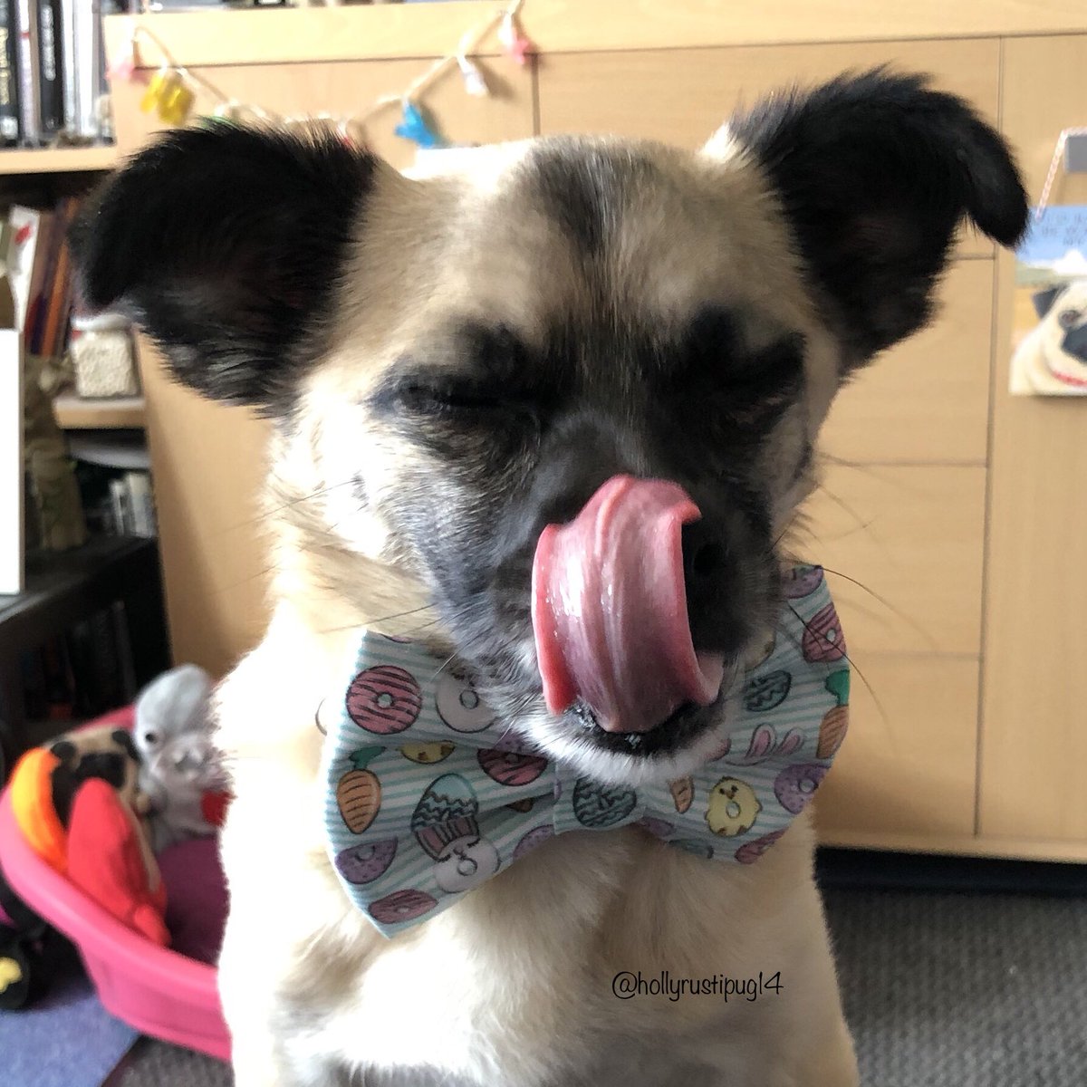 hollyrustipug14's tweet photo. Happy #TongueOutTuesday everyone! Have a wonderful day! The sight of all these donuts on my bow tie have made my mouth water 😋👅🐾 #tot #noselicker #dogfashion #frankysbowtique #easterdonuts #dogsoftwitter #dogsofinstagram https://t.co/kIFXS7Uy4r