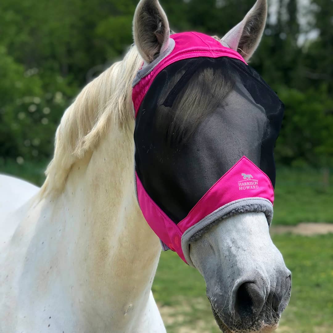 HHequestrian's tweet photo. Take action in advance. Fly season is approaching, keep your horse safe and sound with a Harrison Howard fly mask! https://t.co/JBRxEUrSr7