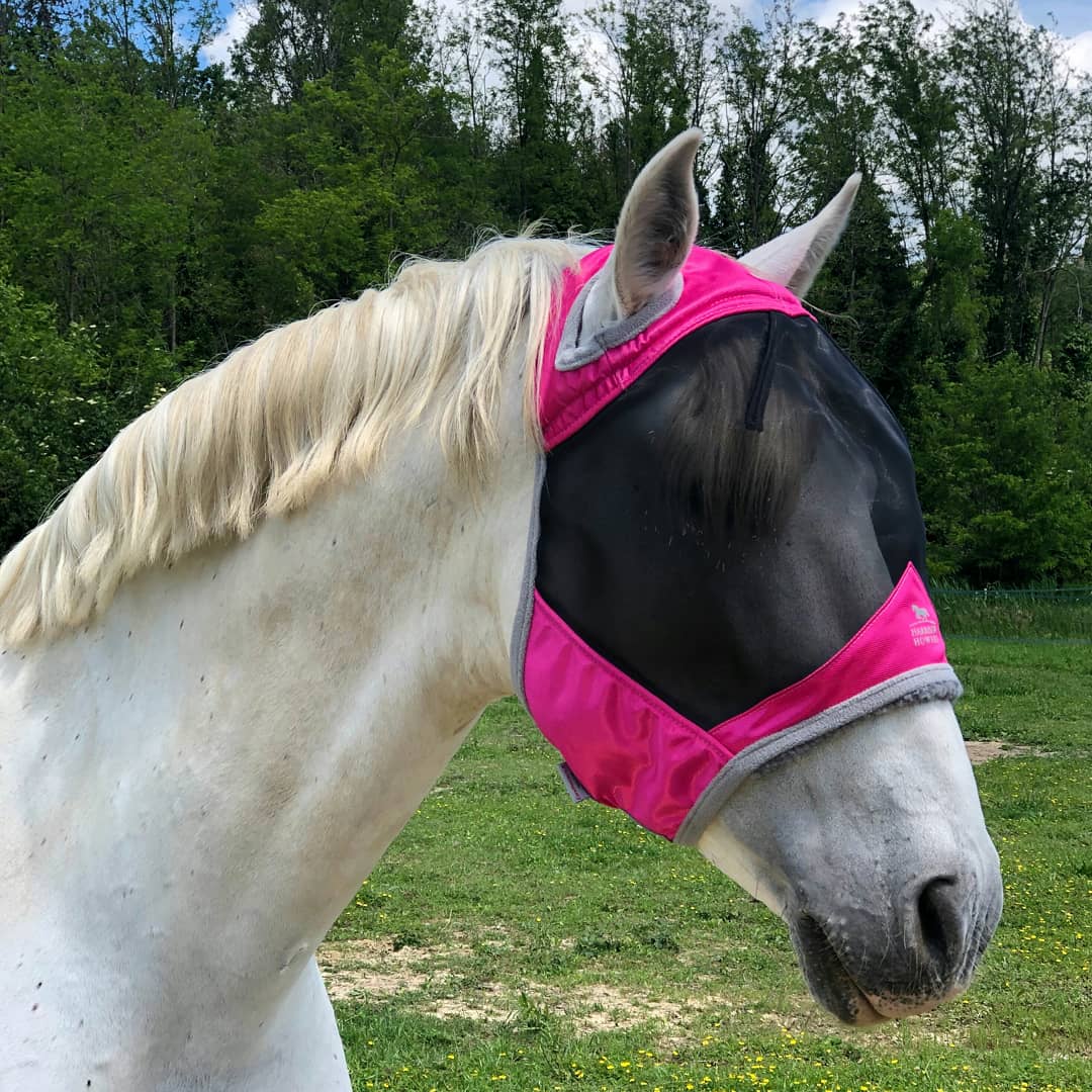 HHequestrian's tweet photo. Take action in advance. Fly season is approaching, keep your horse safe and sound with a Harrison Howard fly mask! https://t.co/JBRxEUrSr7