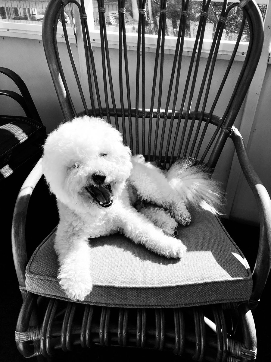 TetedeCourse's tweet photo. Pippo #pippothedog nauttii aurinkoisesta kevätpäivästä ☀️ https://t.co/ZKKfaXTtbw
