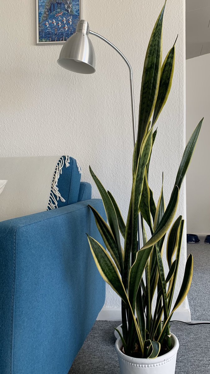 This big boy is a snake plant and he is just doing really well!
