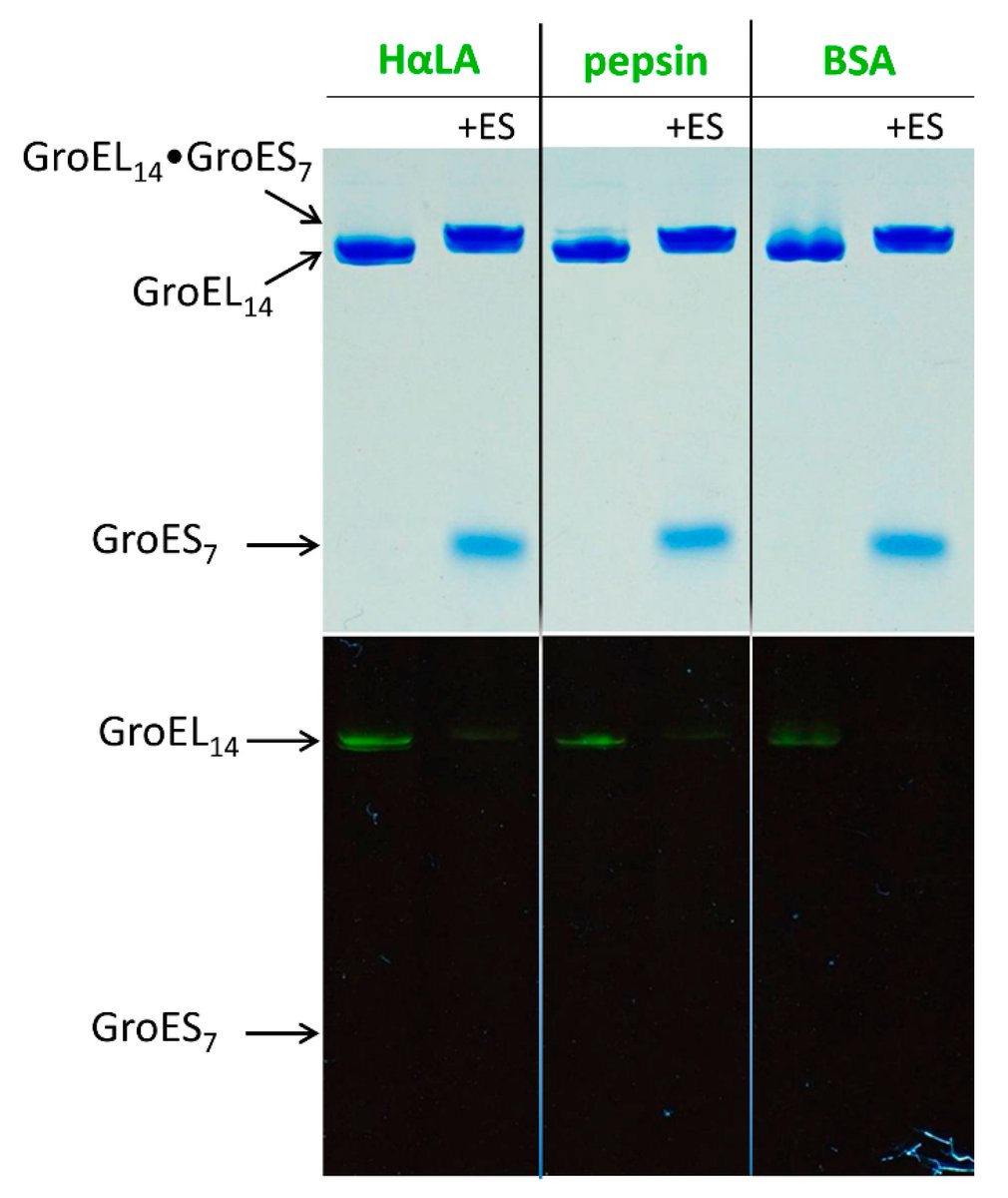 Biomol_MDPI's tweet photo. Back to GroEL-Assisted Protein Folding: GroES Binding-Induced Displacement of Denatured Proteins from GroEL to Bulk Solution https://t.co/Cq483Y8OwA
@ Biomol_MDPI by Gennady Semisotnov from Russian Academy of Sciences
#proteinfolding #GroEL #chaperonin #Chaperone https://t.co/YxCnH6I1XI
