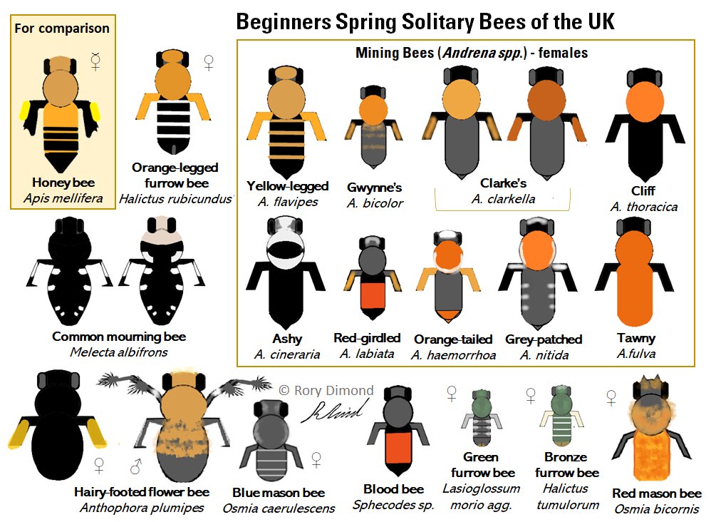 Blown away by the response to my graphic on mining bees! Inspired me to make a more inclusive graphic with some more spring #solitarybee species for #SolitaryBeeHour . This is a Be(e)ginner's guide to some of the most distinctive and widespread species (by no means all of them!).