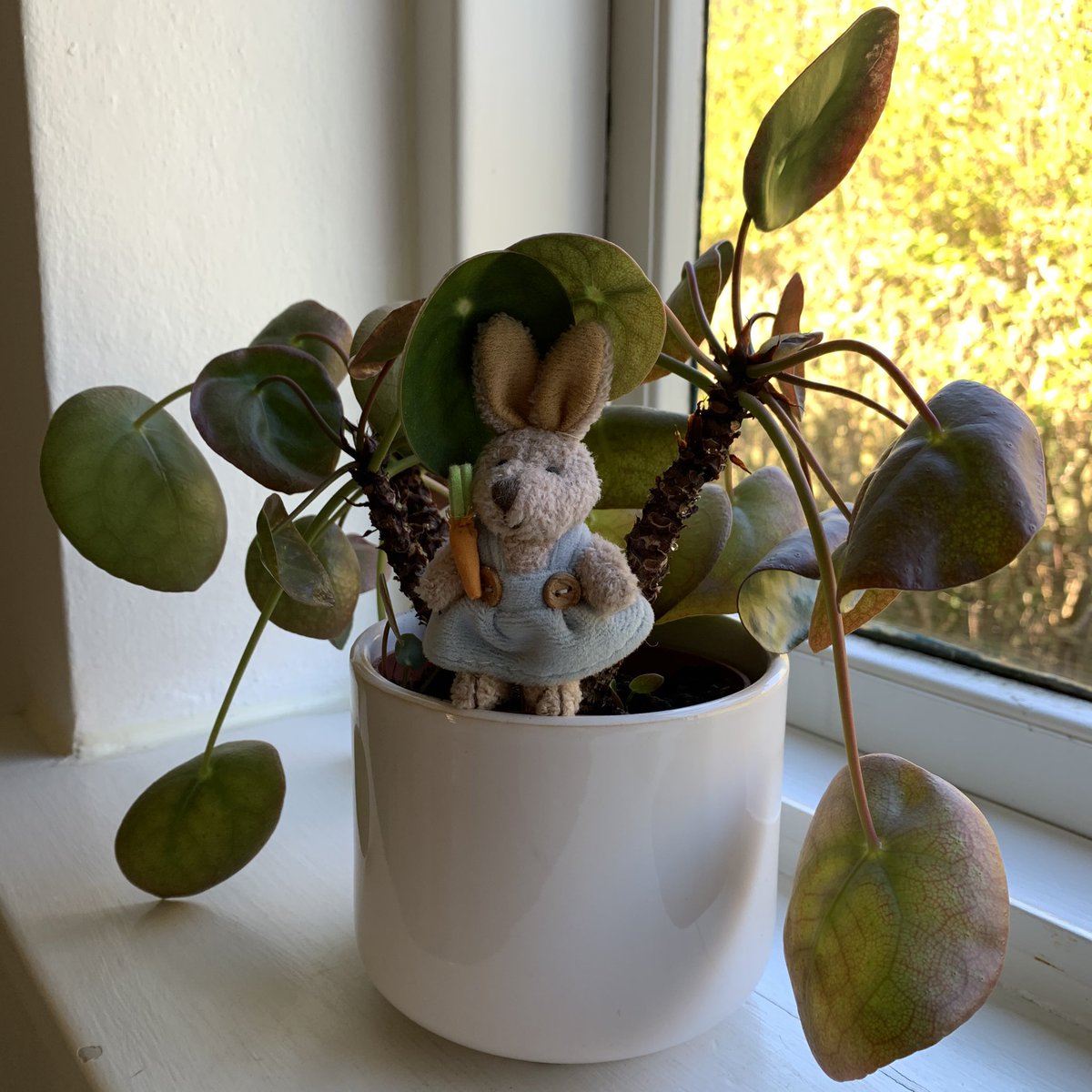 Final plant and you’re all off the hook: a Chinese money plant with an easter bunny my granma gave to me more than 10yrs ago wow I really am extremely sentimental huh?