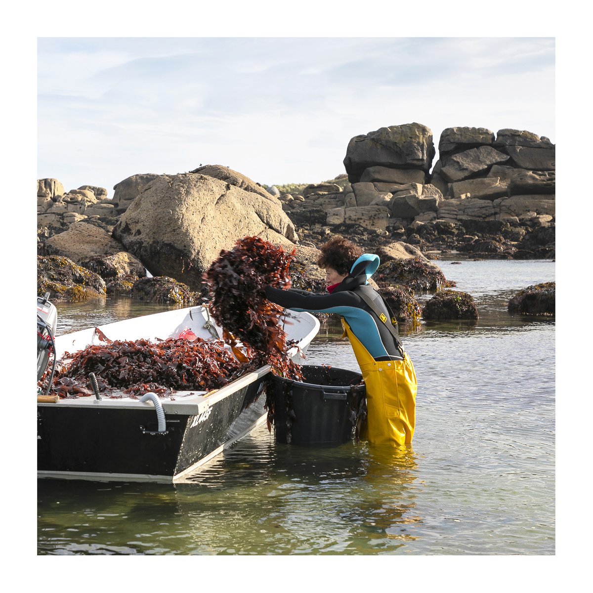 👩‍🌾 Jardinière des océans 🚣‍♀️
Nous avons la chance de travailler avec Marielle, cueilleuse du Nord Finistère avec son mari Iian 👨‍🌾
Sans eux, vous n'auriez pas de magnifiques algues sur votre table 😋 #algues #seaweed #bretagne #mangermieux #vegetarian #Sauvage #dulse #ecologie