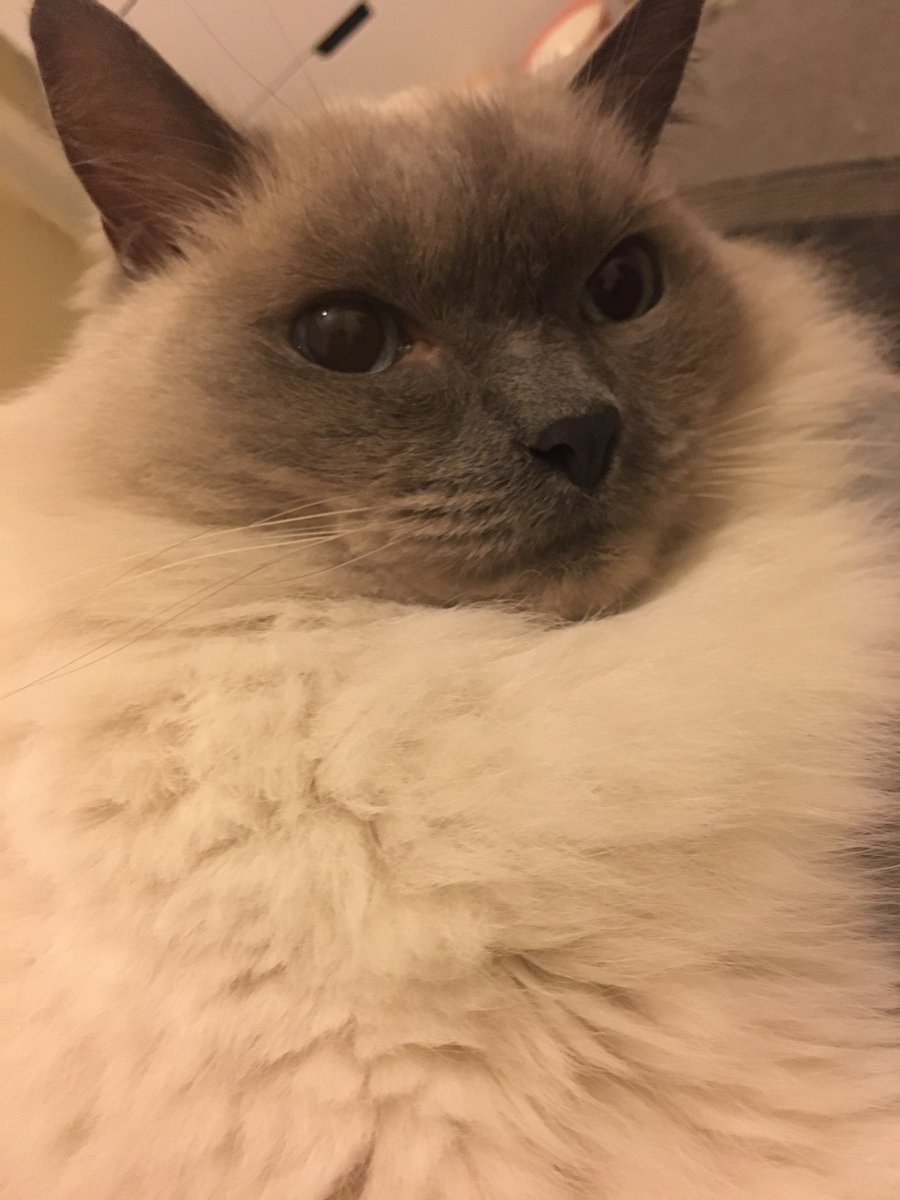 mo_keyB's tweet photo. This floofy girl watching the Buffy finale too #LiveByFive https://t.co/O5N4zNB8X1