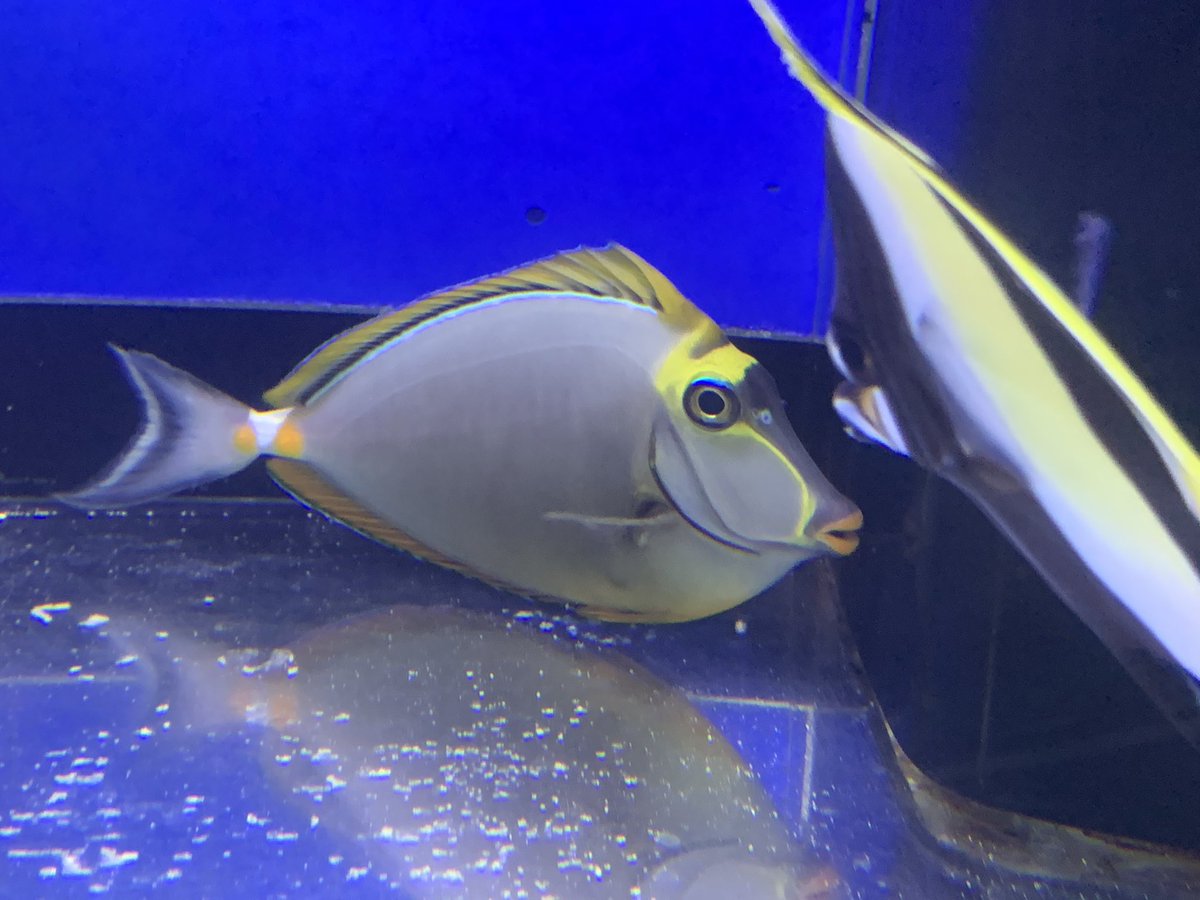 ベッセル vessel 海水魚 サンゴ 専門店 7日 火 入荷情報 インディアンフレームアンティアス パウダーブルータン ヒトデレッド クロシテンヤッコs ミヤコテングハギインド洋産l ホンソメワケベラ ヤエヤマギンポ スダレチョウ インドスダレ ベッセル vessel 海水魚 サンゴ 専門店 7日 火 入荷情報 インディアンフレームアンティアス パウダーブルータン ヒトデレッド クロシテンヤッコs ミヤコテングハギインド洋産l ホンソメワケベラ ヤエヤマギンポ スダレチョウ インドスダレ