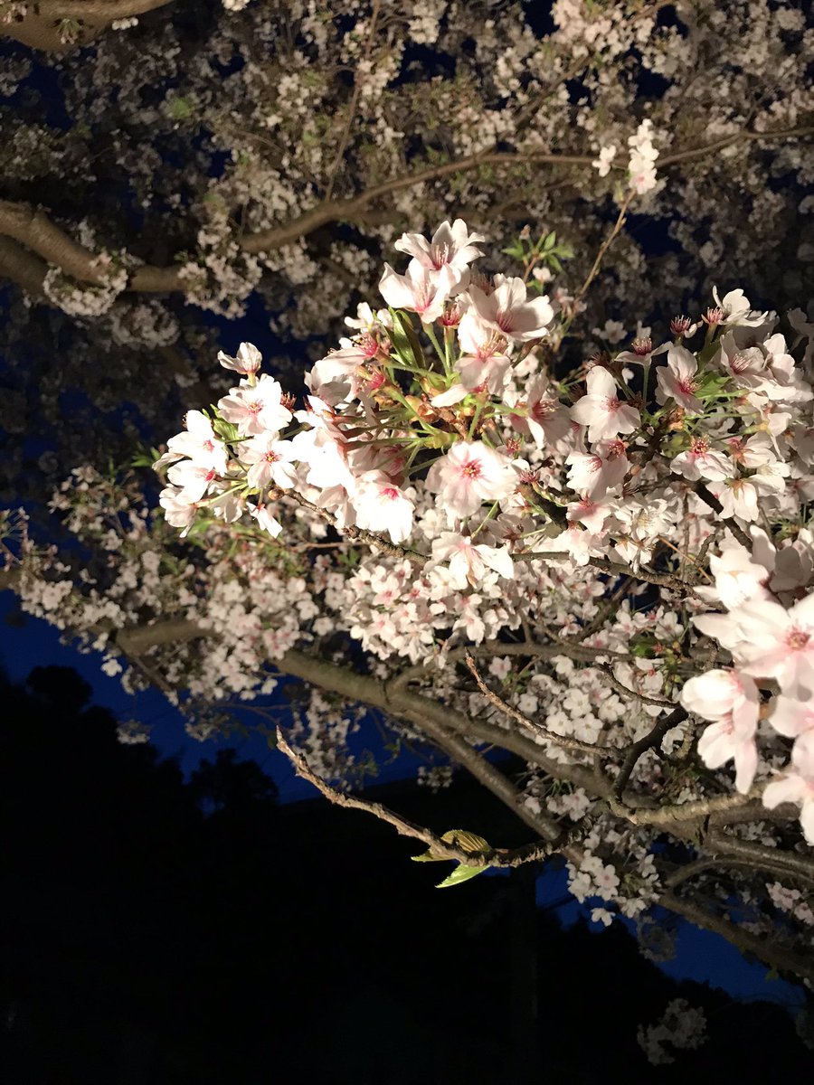 sak_a24's tweet photo. 玉造温泉街の夜桜、いい感じです♪
#玉造温泉
#花見
#夜桜 https://t.co/3BhErsl39v