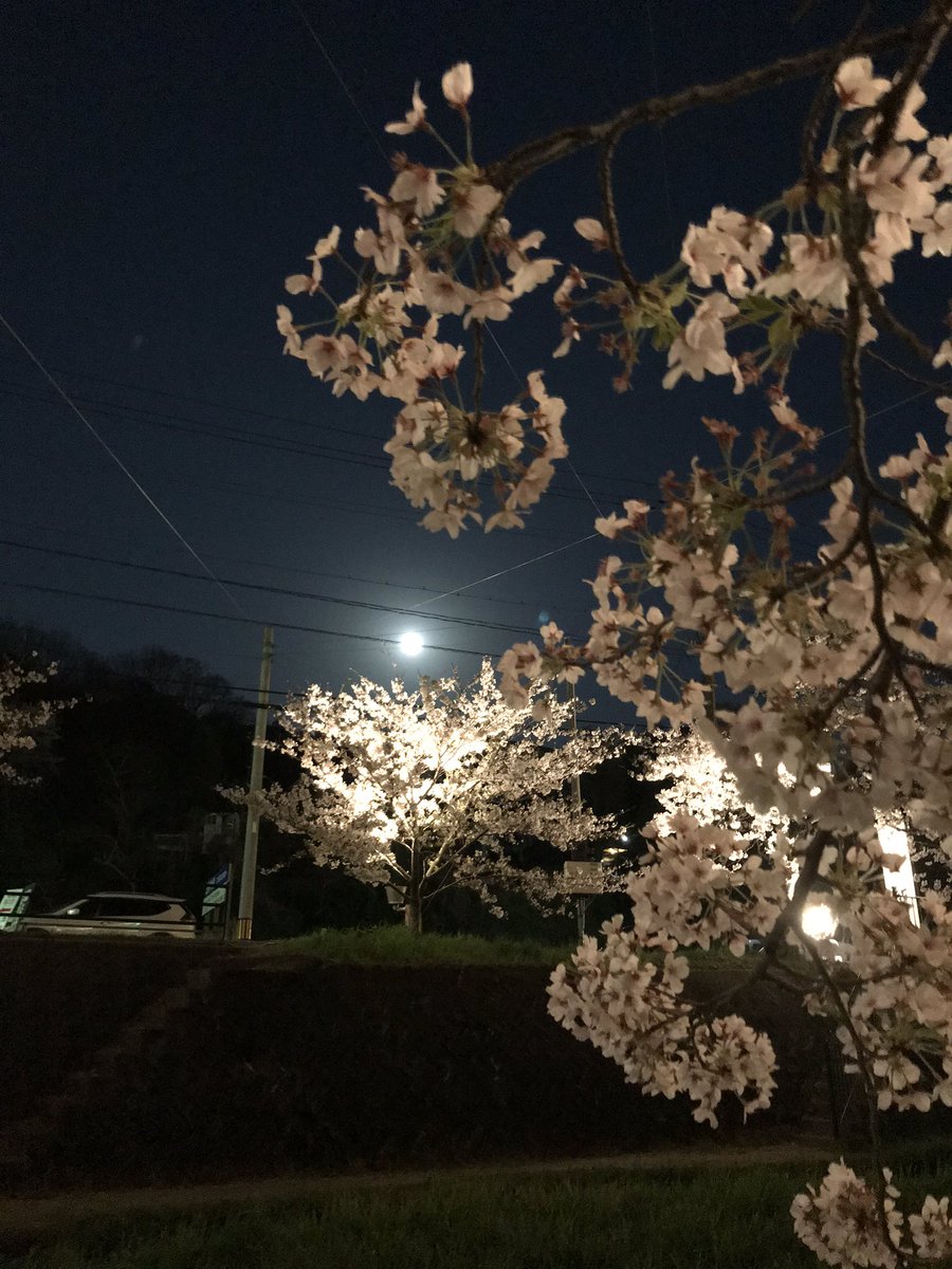 sak_a24's tweet photo. 玉造温泉街の夜桜、いい感じです♪
#玉造温泉
#花見
#夜桜 https://t.co/3BhErsl39v
