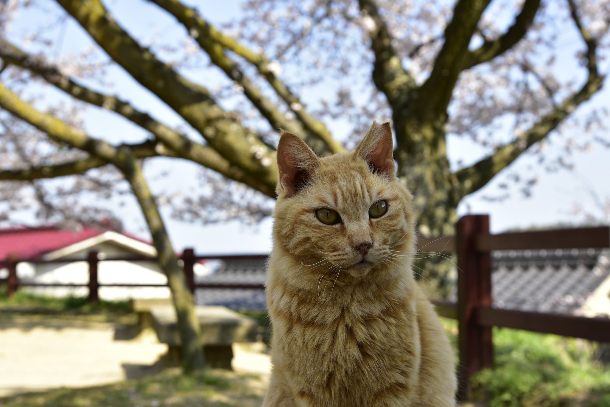 Animal おのみち もう猫一匹しかいない 千光寺公園 尾道 T Co Cjuxg7zpbb Twitter
