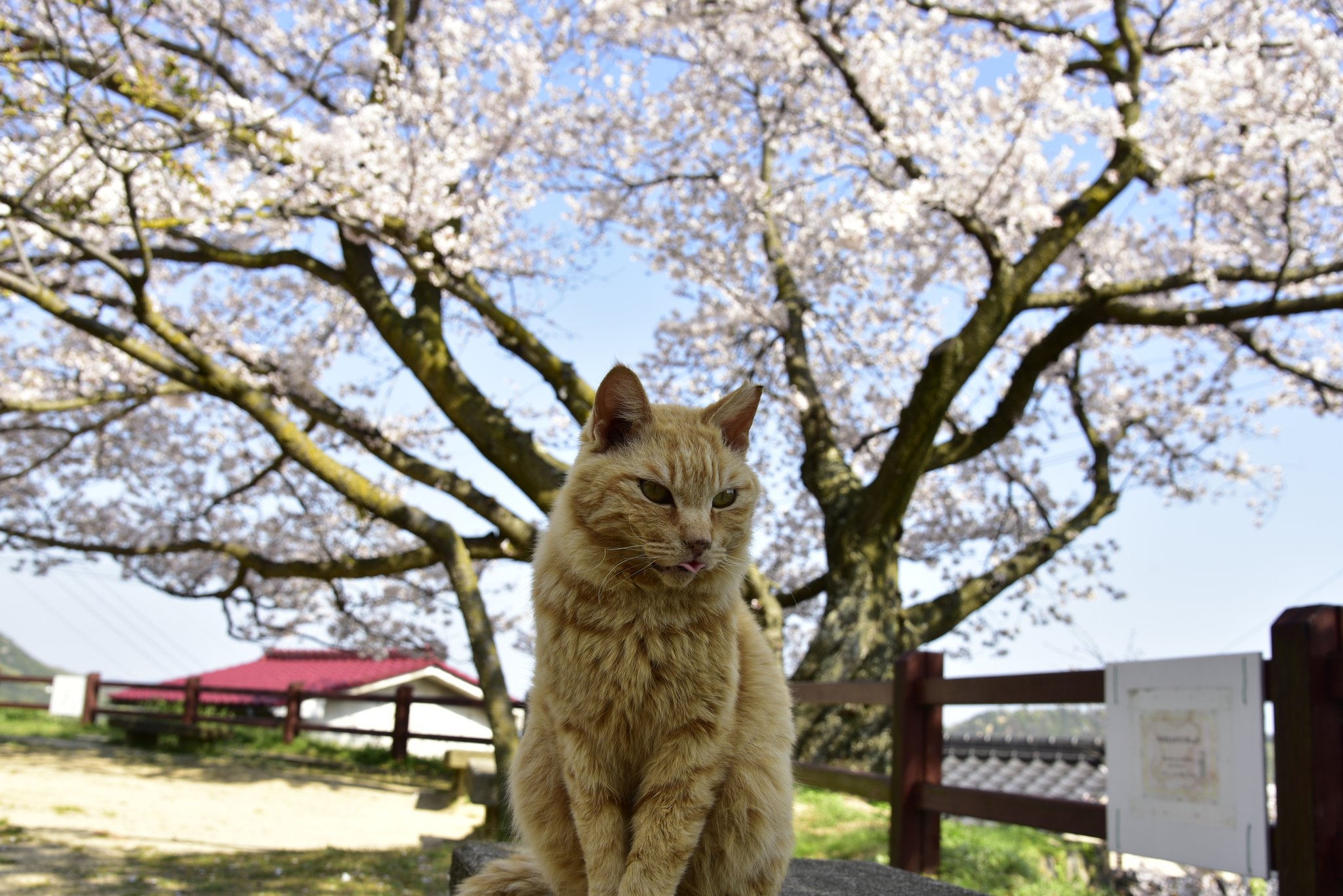Animal おのみち もう猫一匹しかいない 千光寺公園 尾道 T Co Cjuxg7zpbb Twitter