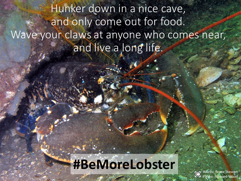 BD_Stew's tweet photo. Today's marine themed message: #BeMoreLobster and #StayAtHome Pls RT https://t.co/1nS9pK8LPM