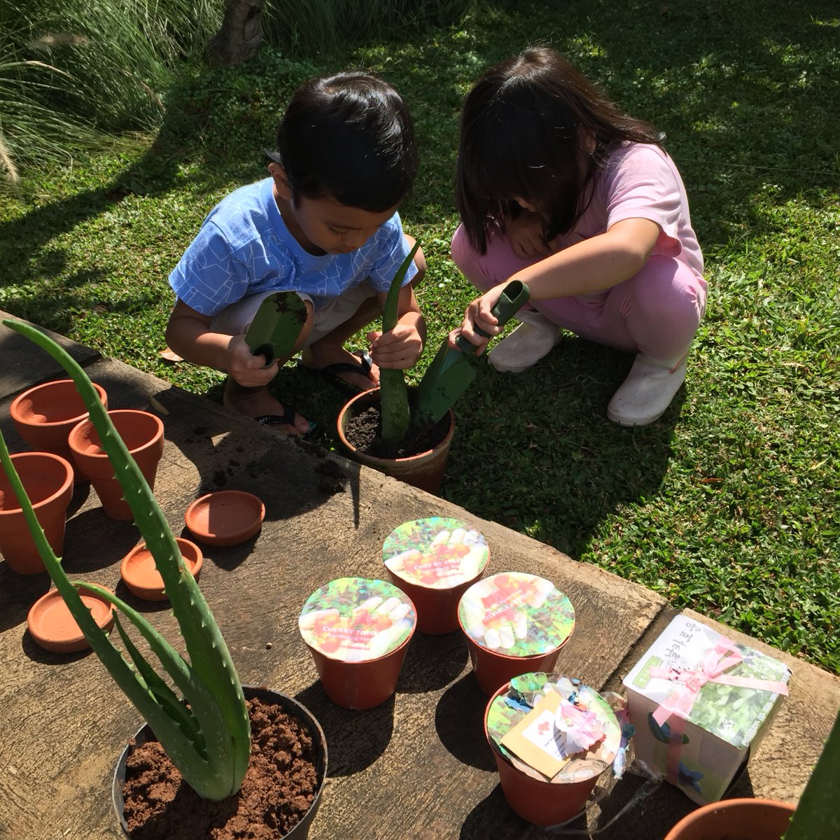 di___ka's tweet photo. 7 hari yang lalu, menanam bibit tomat ceri di rumah @ardy_siji bareng Zui &amp; Hiro. prosesnya berhasil. pagi tadi, beberapa daun terlihat tumbuh. 🌱🌱🌱

#selfisolation #dirumahaja https://t.co/onaFuEPloY