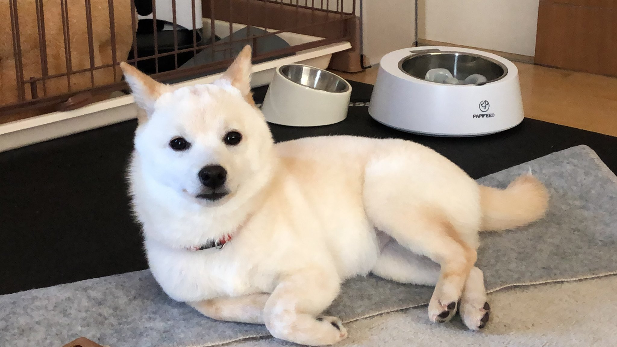 豆柴あられ Shibainu Puppy 生後五ヶ月目にして急にムチムチになってしまった豆柴あられさんです 豆柴 柴犬 柴犬を崇めよ 犬好きさんと繋がりたい Shibainu 豆柴あられ 子犬 Puppy 寝相 まぁうちの激烈可愛い白柴見て落ち着けよ ムチムチ