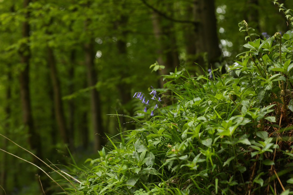 A couple of bluebells adhering to the social distancing guidelines on the trail last year! It won’t be long before the beautiful bluebells are back covering the bankings! #Nature #Walking #Outdoors #Bluebells