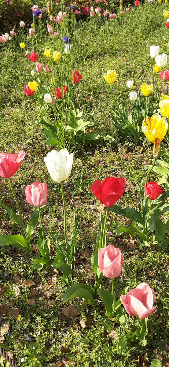Huu04's tweet photo. チューリップ！！
今年初の子達かな？だいぶ花弁が(花弁…？)開いてた🎵 https://t.co/shBUkbsUM4