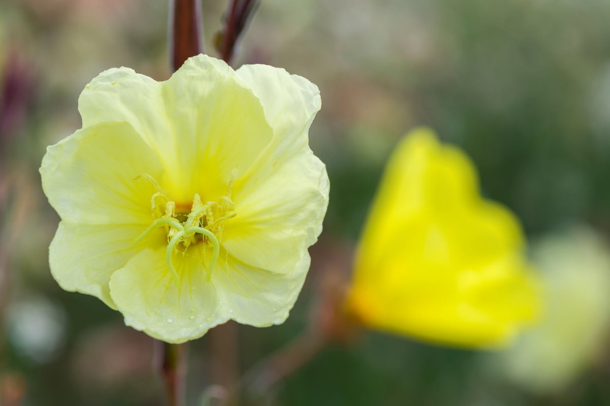 CUBGLearning's tweet photo. #CUBGplantquiz - Evening Primrose

Share your answers with us. 

1. Why do the flowers open in the evening?
2. Which part of the plant do we get evening primrose oil from?
3. What can the flowers do if they sense vibrations from pollinators’ wings?
#quiz #plants #garden #primrose https://t.co/a7W4AHrcc2