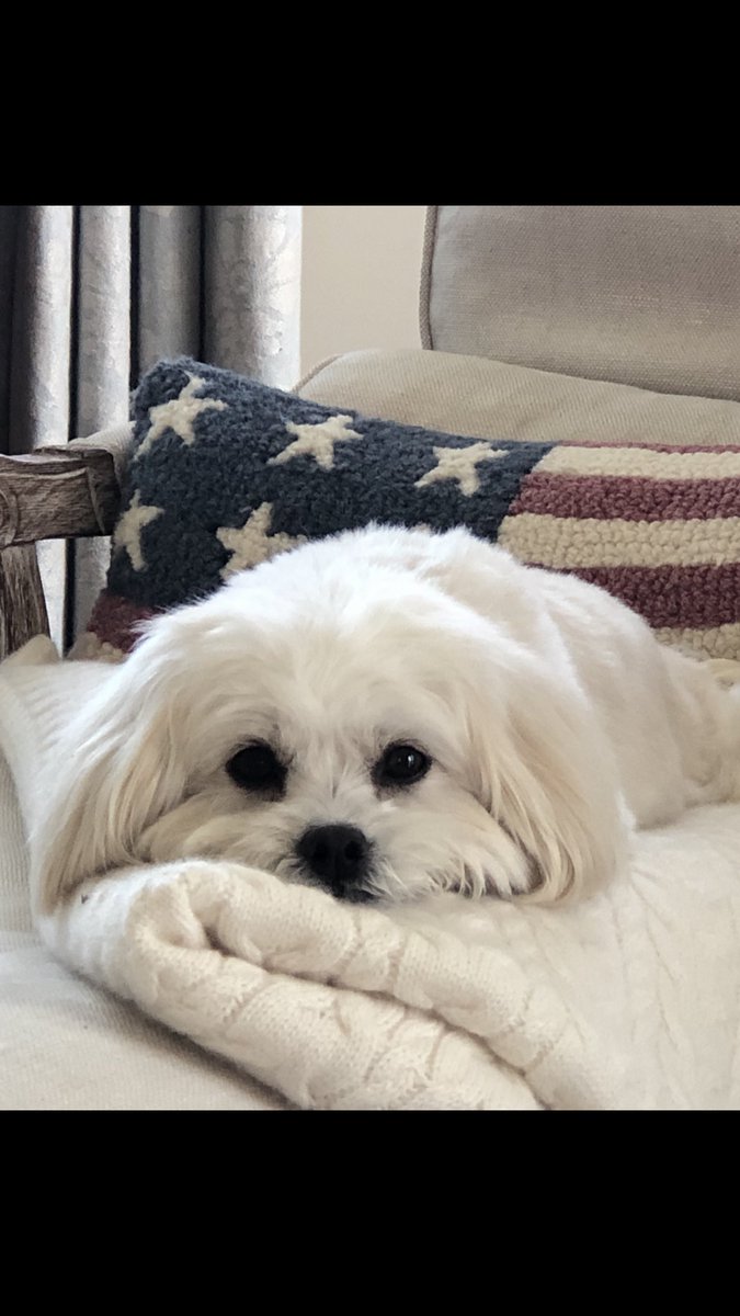 MariaBartiromo's tweet photo. Coming up.  Everything great about #rescue dogs like #Dusty. Join us now ⁦@MorningsMaria⁩ ⁦@FoxBusiness⁩ for the ceo of ⁦@ASPCA⁩ as people rush to #AdoptDontShop amid #coronavirus thank you ⁦@petcofoundation⁩ https://t.co/eTZhgjtlpi