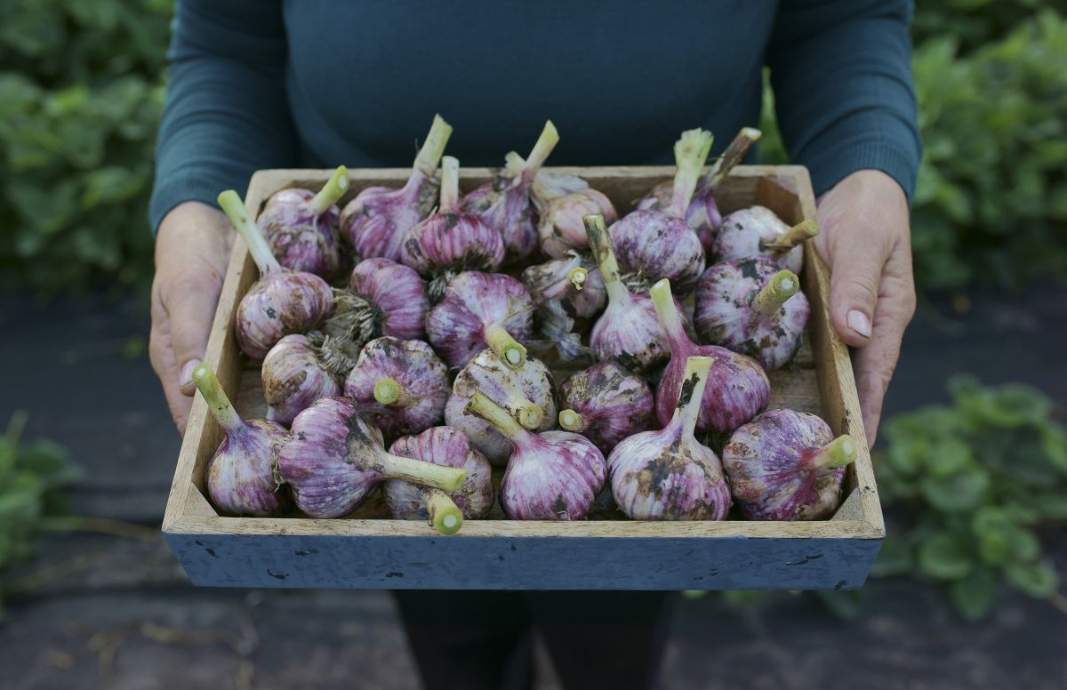 DIYflyscreens's tweet photo. It's time to get back into the garden and many of us have started to be more resourceful about how we source, or grow, our food. To that end, here's a great article from @RealHomes about how to grow your own garlic at home! https://t.co/oNZ6EkAC6i
#gardening #growyourown https://t.co/lXXme7OVDT
