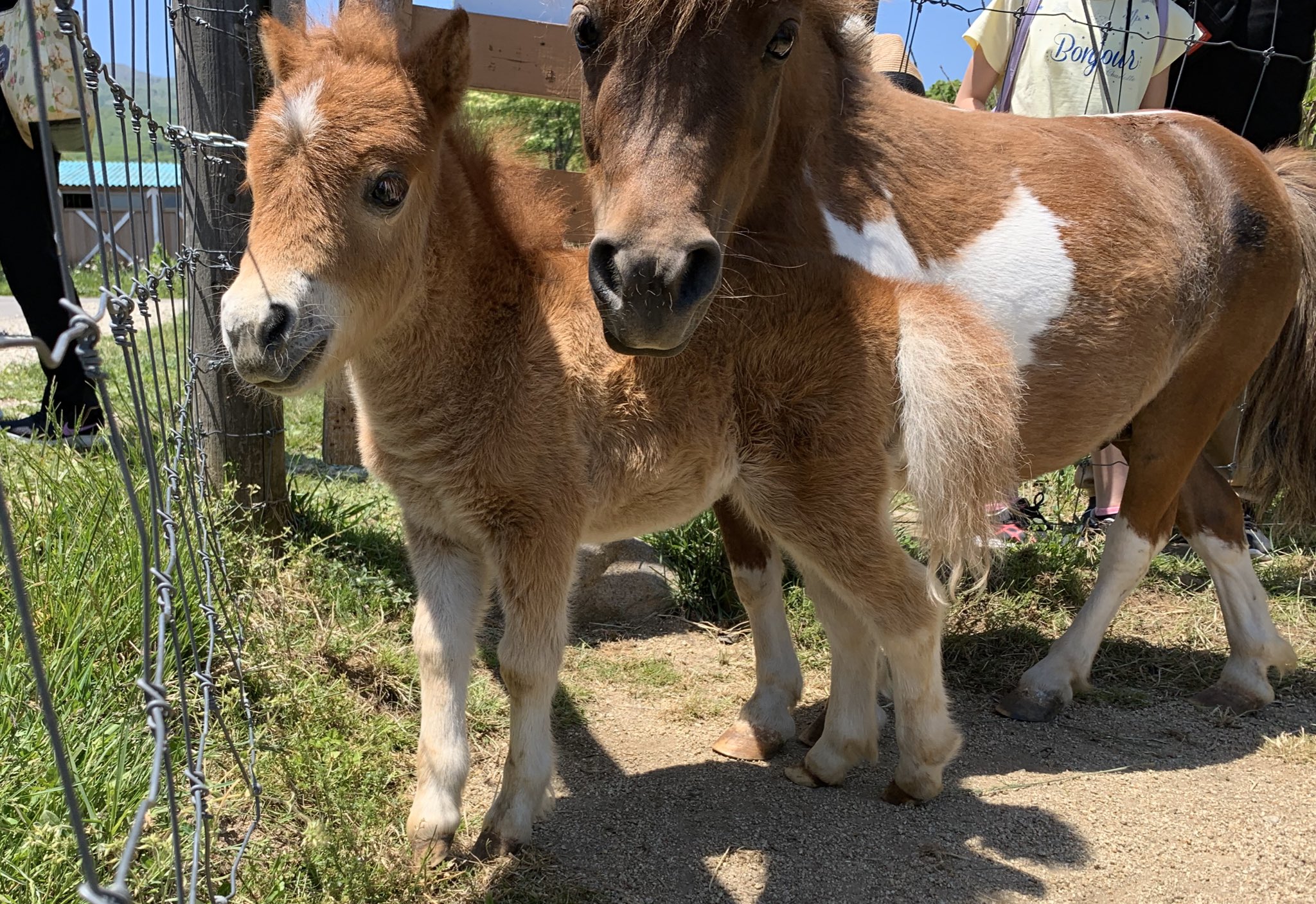 がーちゃん ポニーの子馬かわいいからみて T Co Hunadzgbre Twitter