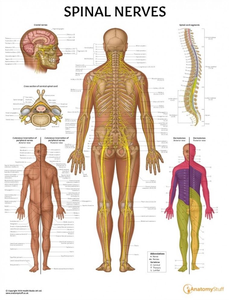 Cervical Nerves Innervation