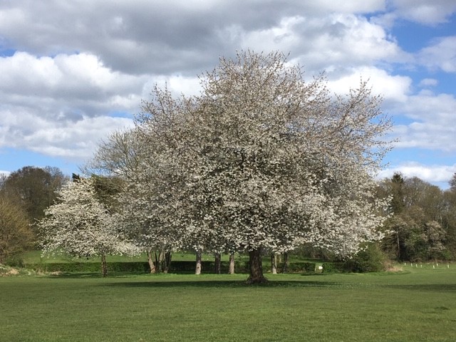 EpsomLC's tweet photo. Lovely Cherry Blossoms in the sunshine #EpsomEwell #Staypositive. 🌞🌸 https://t.co/u1SUYZvvbn
