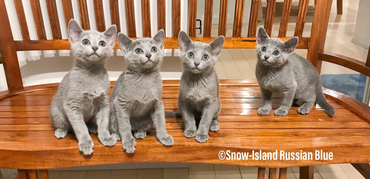 Snow Island ロシアンブルー در توییتر 全員集合 ロシアンブルー 子猫