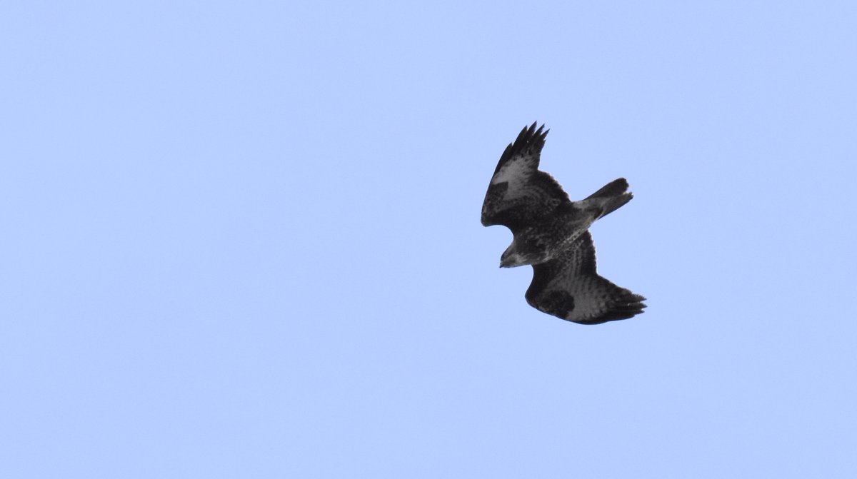 DaveyManMcG's tweet image. A bit of sun and it&apos;s all happening in the garden and within a mile from Base Camp lalows.blogspot.com/2020/04/the-se… #WildBlogs #FyldeFuture #NorthernGreenhouse #StaySafe #wildlifefrommywindow