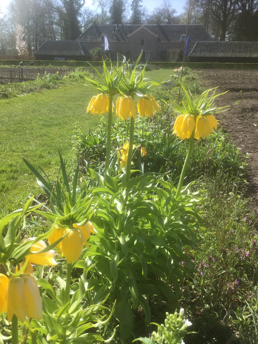HofvanHackfort's tweet photo. Er bloeit en groeit van alles op de moestuin zelf die mooie kleine madeliefjes #lente https://t.co/lqL3R24VkF
