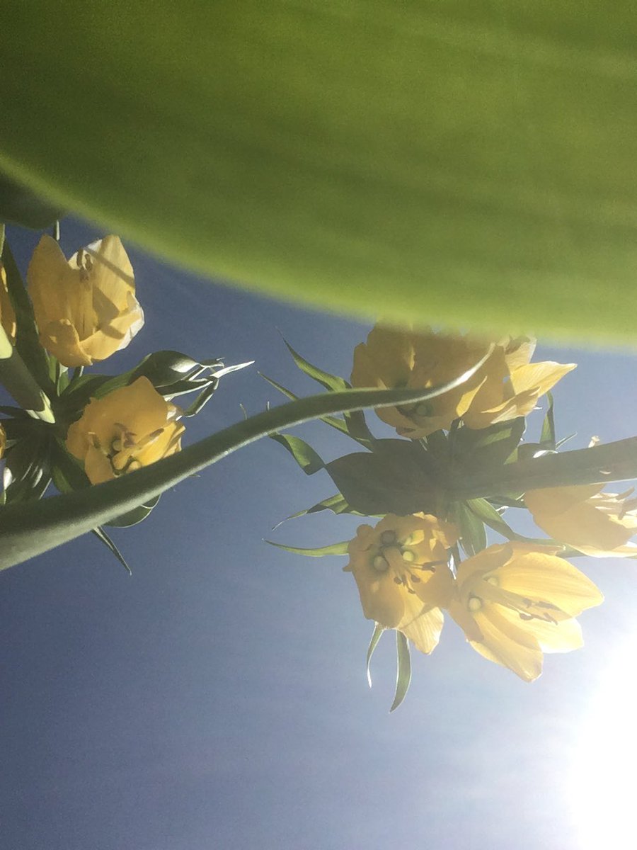 HofvanHackfort's tweet photo. Er bloeit en groeit van alles op de moestuin zelf die mooie kleine madeliefjes #lente https://t.co/lqL3R24VkF