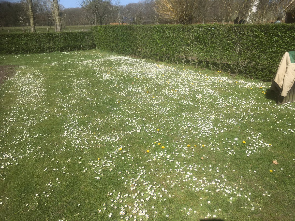 Er bloeit en groeit van alles op de moestuin zelf die mooie kleine madeliefjes #lente